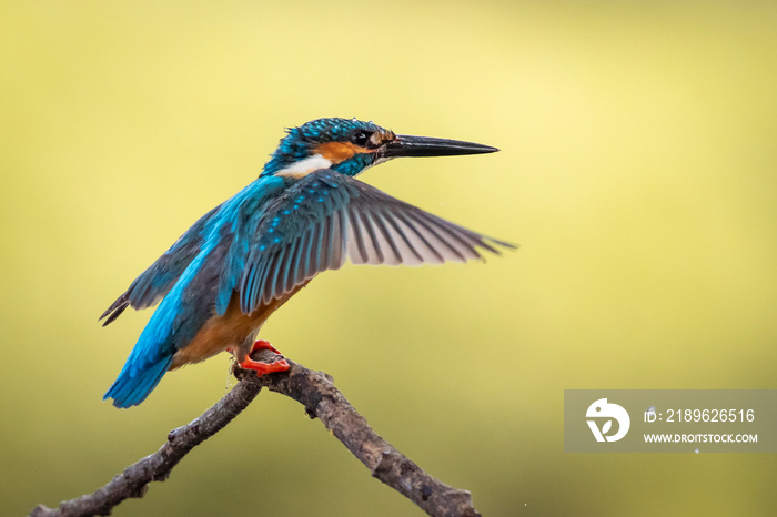 Image of common kingfisher (Alcedo atthis) perched on a branch on nature background. Bird. Animals.