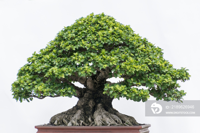 bonsai tree isolated on white