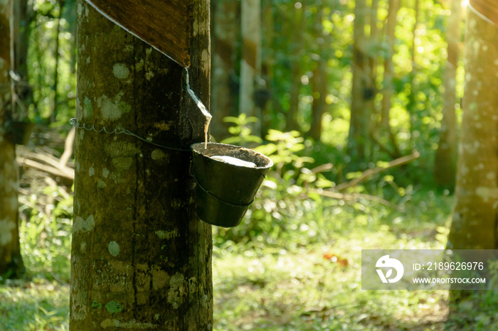 fresh rubber liquid tree drop into the cup. selective focus. close up