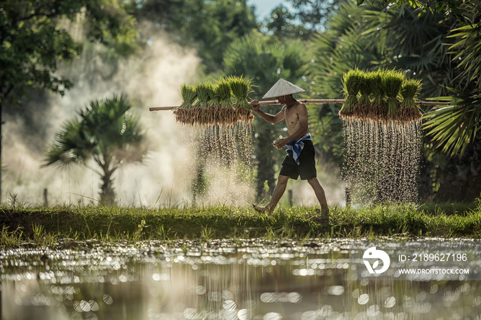 辛勤工作的农民在稻田里抱着水稻宝宝。他们是我们