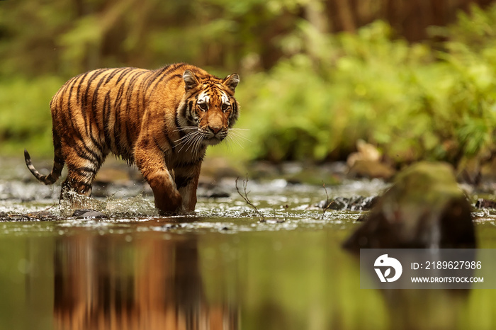 西伯利亚虎（Panthera tigris tigris）穿过森林溪流向澳大利亚快速奔跑