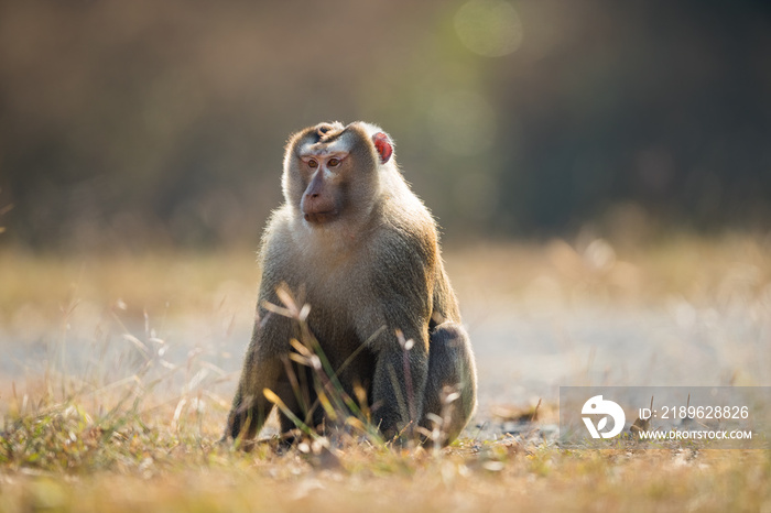 泰国考艾国家公园的猴子
