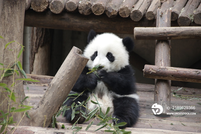 熊猫宝宝在玩竹叶，中国成都