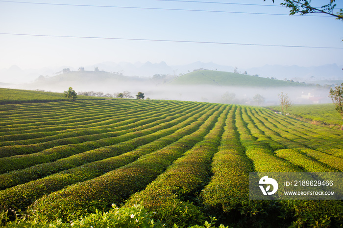 Mocchau highland, Vietnam: Moc Chau tea hill, Moc Chau village . Tea is a traditional drink in Asia