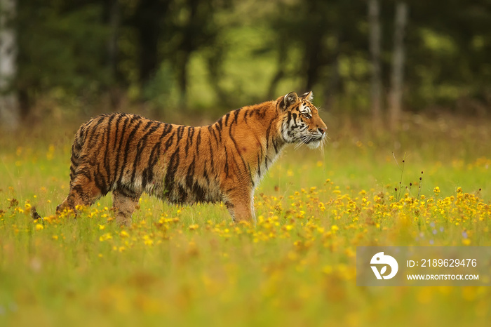 西伯利亚虎（Panthera tigris tigris）穿过高高的草丛