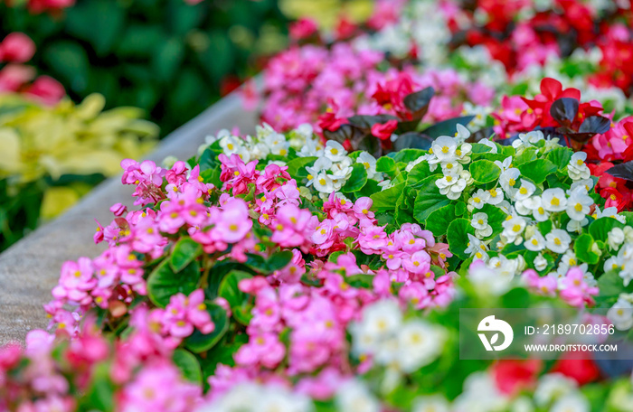 Depth of field of colorful semperflorens begonia flower blossom in flower garden