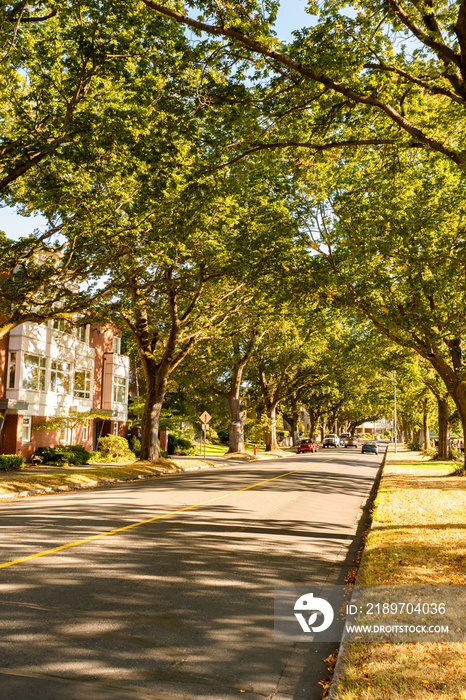 Cars/vehicles parked and driving on suburb neighborhood street avenue with large trees along sidewal