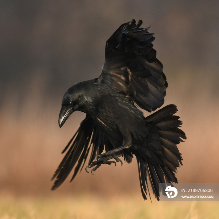 Common Raven (Corvus corax)