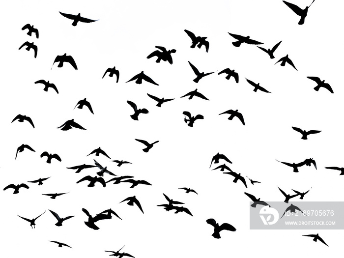 silhouette of flying birds on white