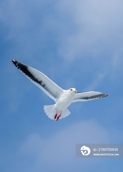 Glaucous gull (Larus hyperboreus) flying in Hokkaido winter