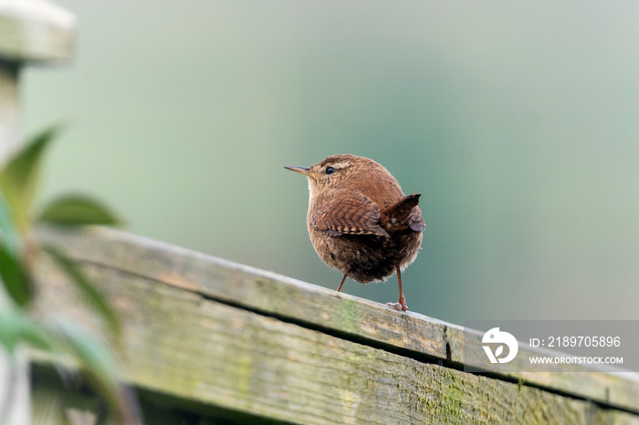 栖息在围栏上的Wren鸟，这是一种常见的英国欧洲花园鸣禽，在英国和
1646430716,头部