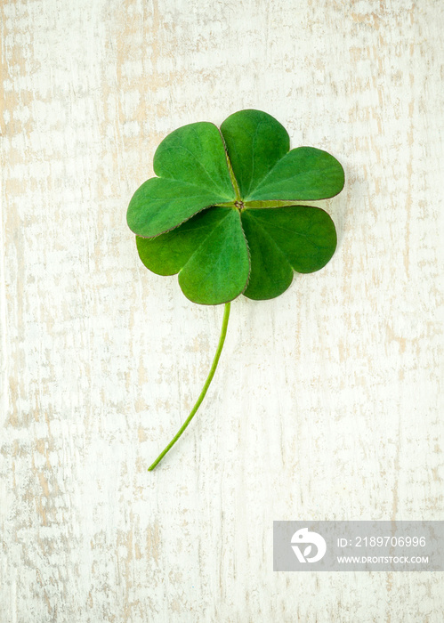 Clover leaves on shabby wooden background. The symbolic of Four Leaf Clover the first is for faith, 