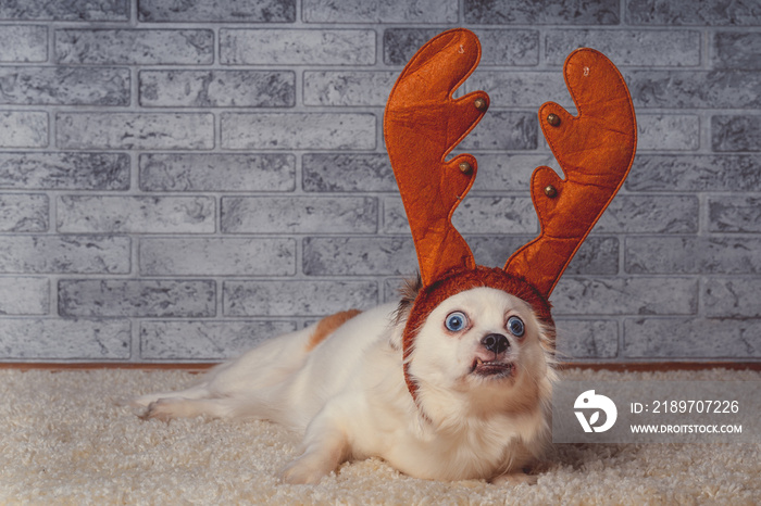 Little dog in reindeer horns on carpet Funny small white dog with wide blue eyes lying on background