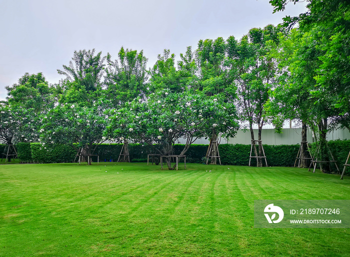 花园里新鲜的绿色地毯草光滑的草坪，背景是一排排灌木和树木