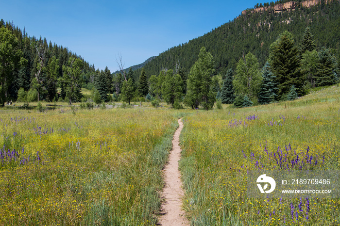 Hiking path through an alpine meadow with purple and yellow wildflowers in the Rocky Mountains near 