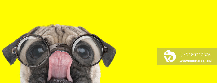 adorable pug puppy wearing glasses and licking nose