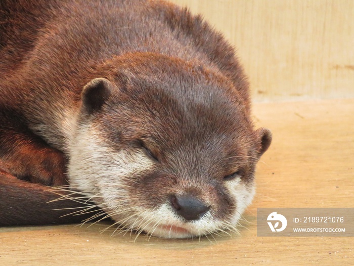 コツメカワウソ　寝顔