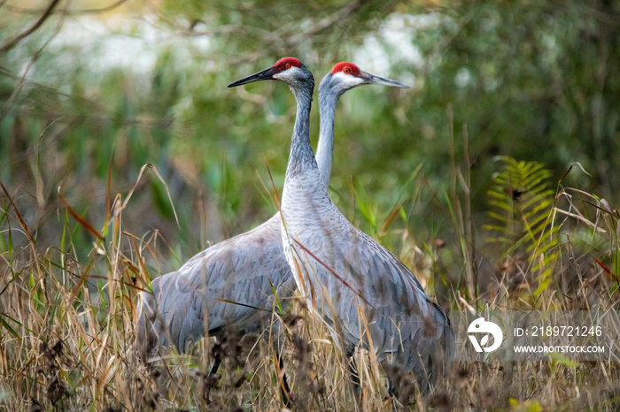 Pair of sandhill cranes during mating season close up