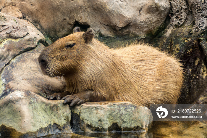 The capybara, capibara, ronsoco, chigüire or chigüiro (Hydrochoerus hydrochaeris) is an animal of th