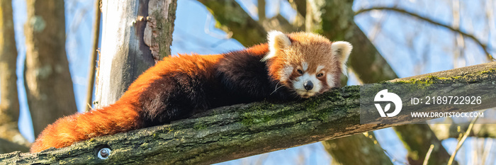 红熊猫，Ailurus fulgens，可爱动物的画像