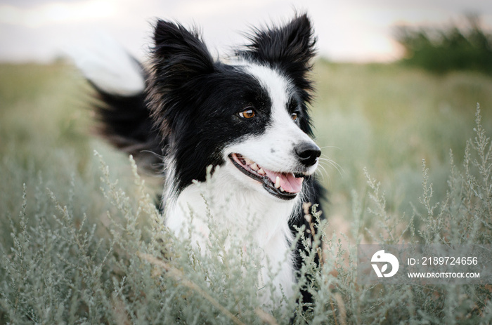 border collie dog cute funny portrait at sunset in magical lights