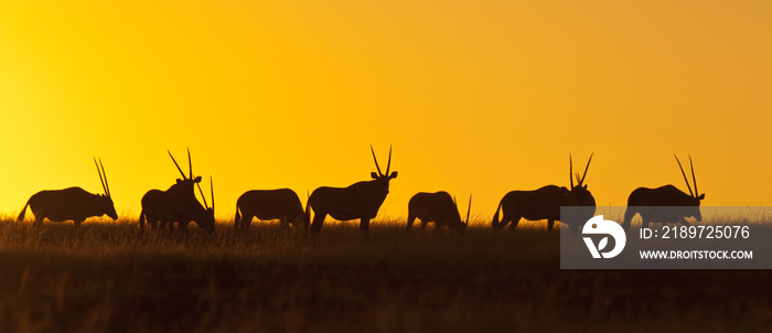 Namibia - Gemsbok at sunset