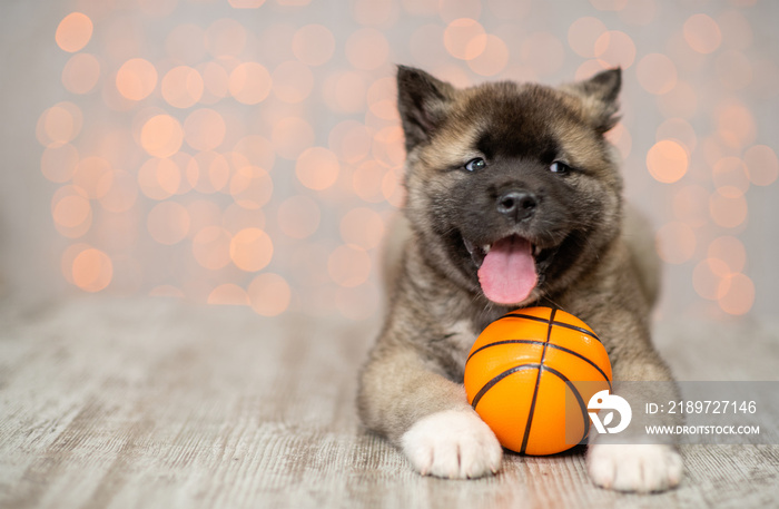 Playful American akita puppy sits with ball on festive background. Empty space for text