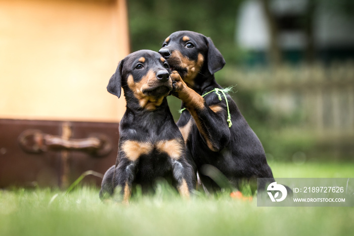 Hund Rassehunde Dobermann Welpen spielen im Garten; flüstert ins Ohr, lustige kleine Hundekinder