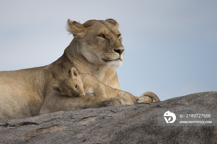 非洲坦萨尼亚Kojpe岛上带着幼崽的狮女