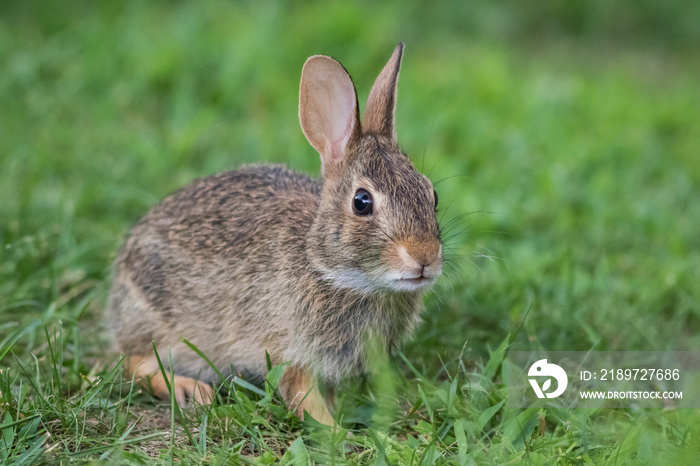 可爱的年轻东部长毛兔，Sylvilagus floridanus，绿草中的特写