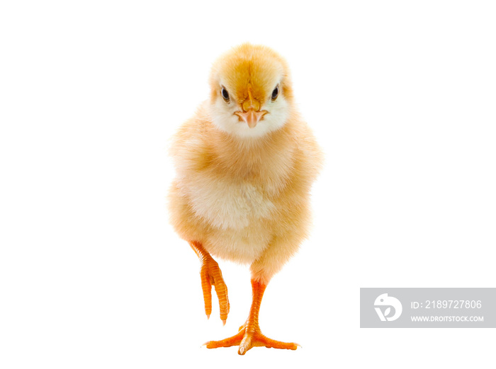 baby chicken isolated white