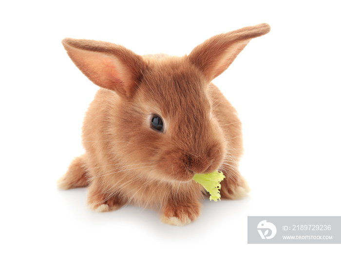 可爱的毛茸茸的兔子吃白底生菜