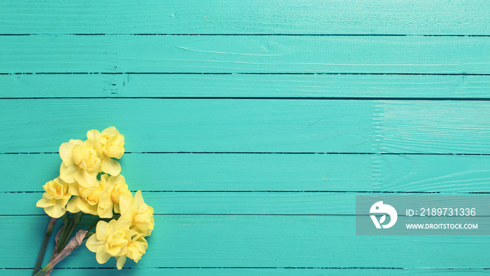 Yellow narcissus or daffodil flowers on turquoise wooden backgro