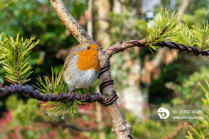 红胸知更鸟（Erithacus rubecula），一种英国欧洲花园鸣禽，有红色或橙色的b。