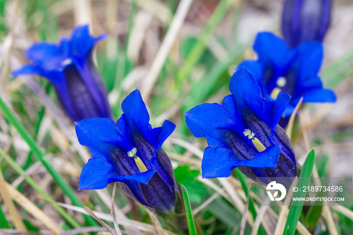 Clusius gentian blue flowers in closeup view, growing in a natural environment.