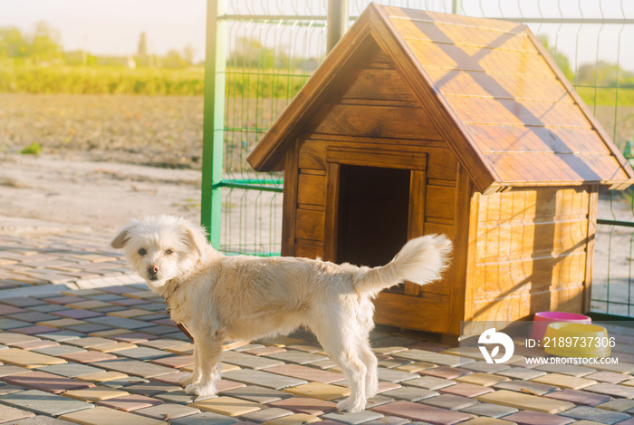 阳光明媚的一天，摊位附近有一只漂亮的白色贵宾犬。动物的家。选择性聚焦