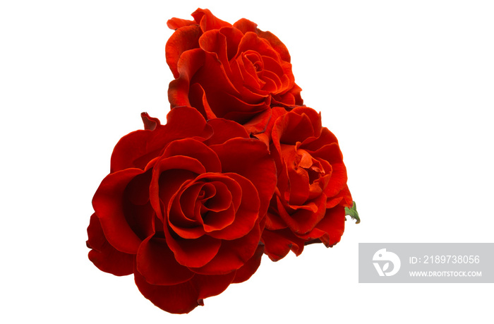 red rose isolated