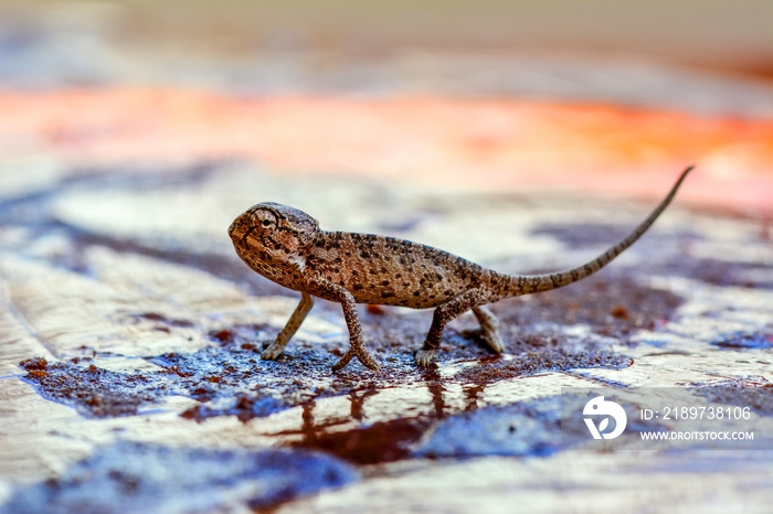 Beautiful green chameleon - Stock Image