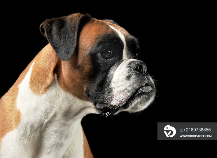 nice young boxer in the photo studio