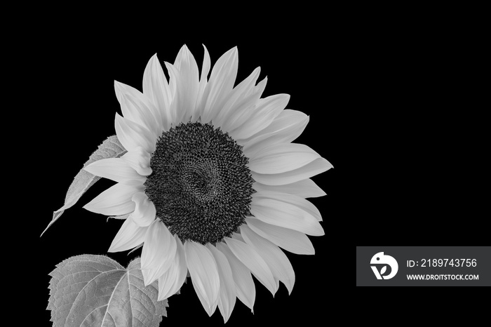 monochrome sunflower blossom macro on black background