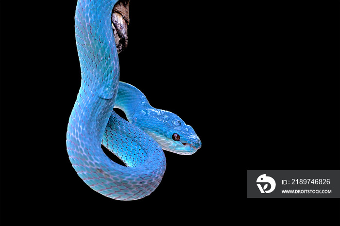 蓝岛斑蝰蛇，岛三头蛇，毒蛇