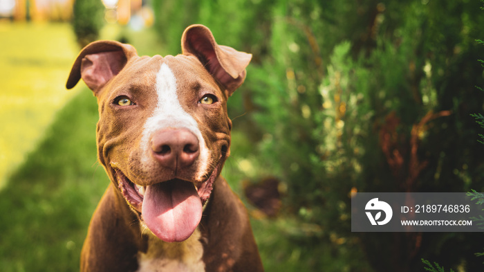 年轻的美国斯塔福德郡斗牛犬夏日户外活动