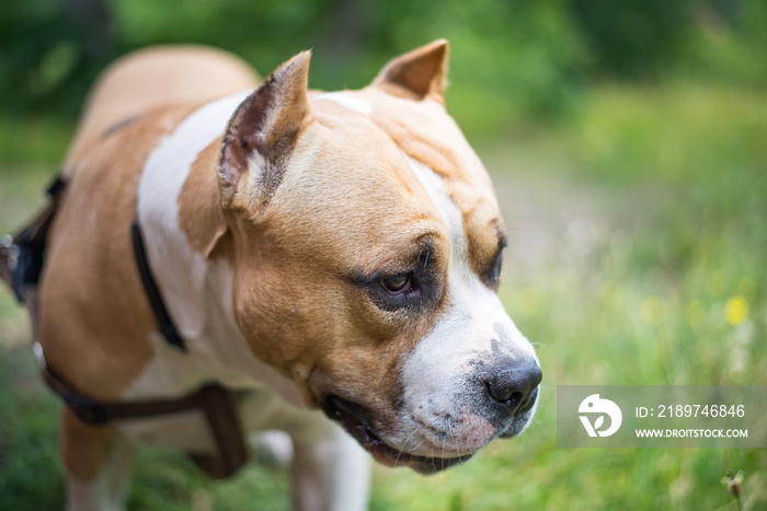 Portrait of a dog