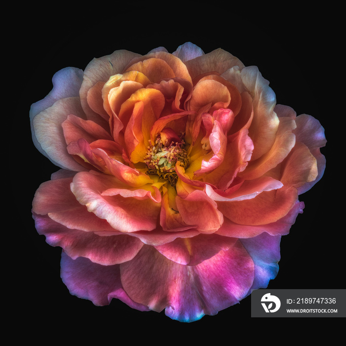 色彩斑斓的艺术静物花卉宏观花卉肖像，一幅单独的明亮发光的宽o