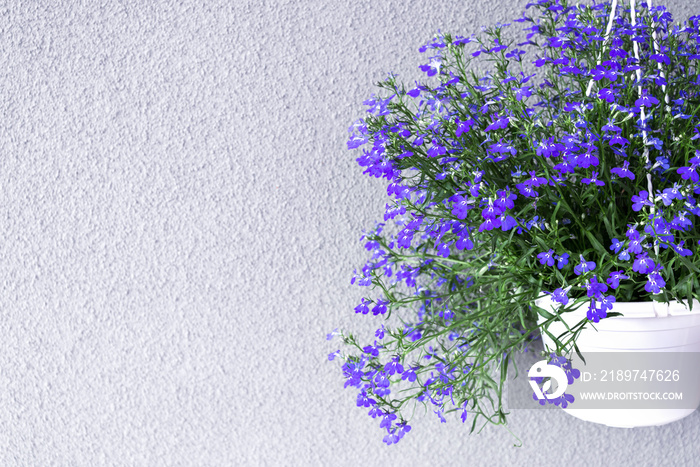 挂在花盆里的天蓝色半边莲。