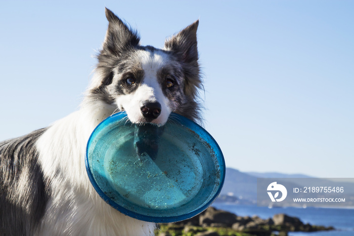 边境牧羊犬在海滩上玩飞盘