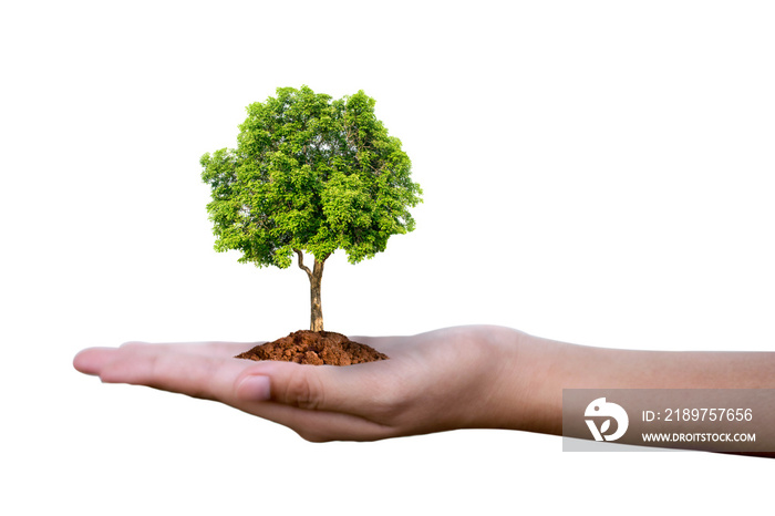 Planting trees on a silver coin in the hands of two hands that are completely separated from the whi