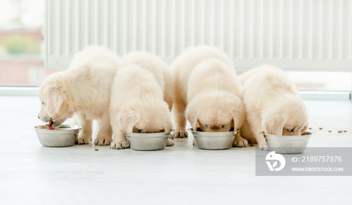 寻回犬幼犬用碗进食