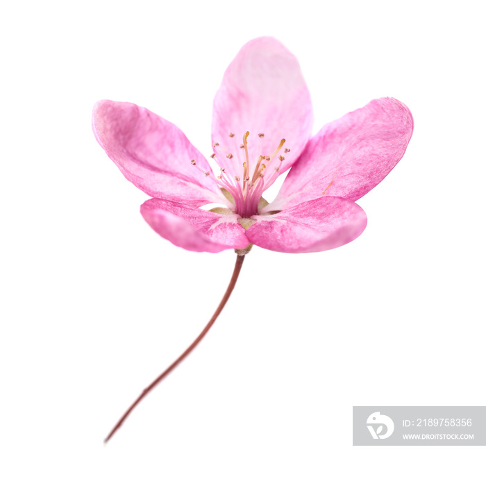樱花树上的粉红色花朵被隔离在白色背景上。微距特写工作室拍摄