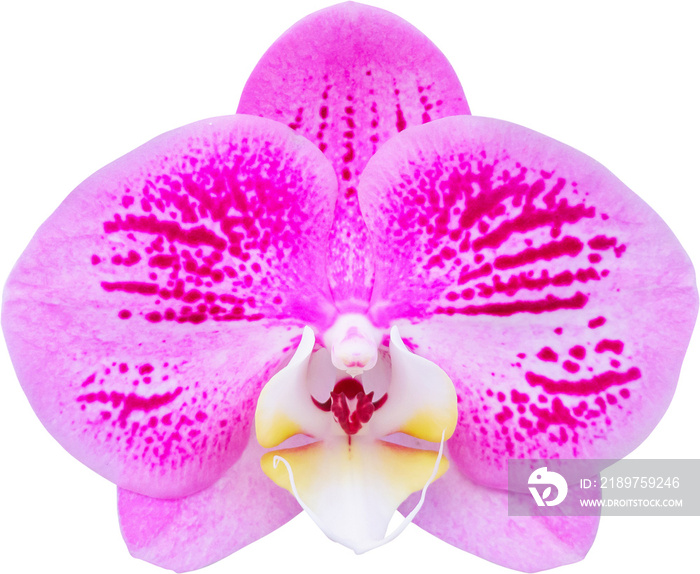 Beautiful phalaenopsis orchid flower isolated